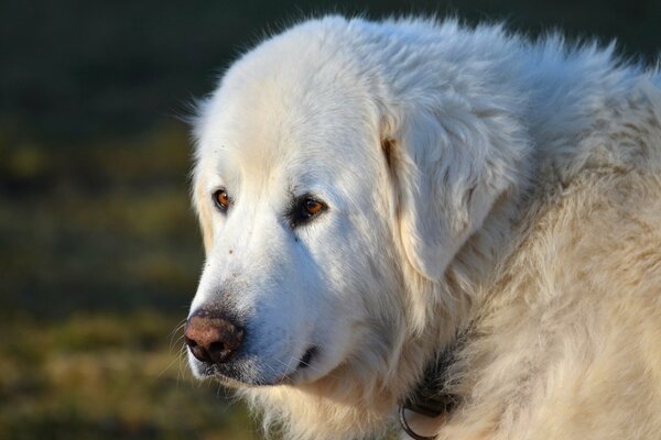 Ami de l homme chien à la recherche d un daltonien