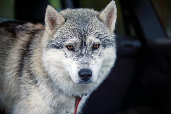 La mirada amistosa del perro