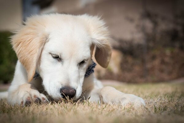 A little dog basks in the sun