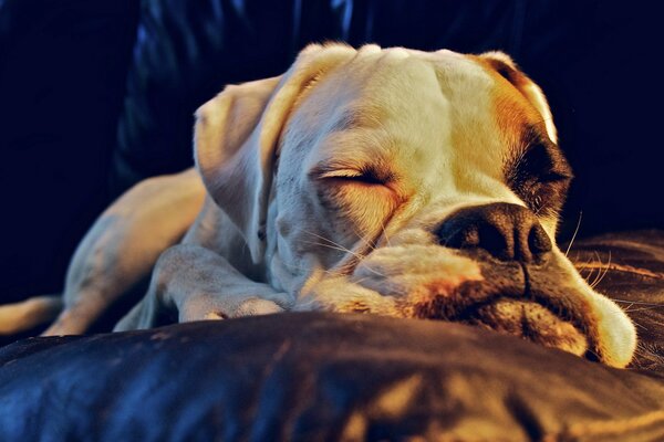 A big dog sleeps on a blanket