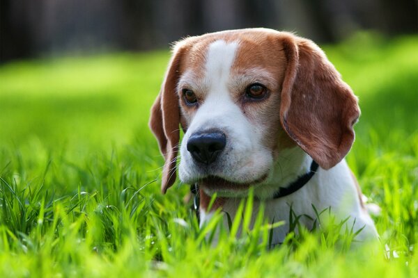 Cachorro en un paseo por la hierba