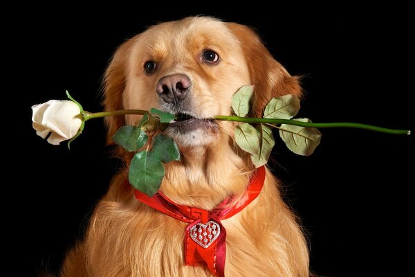 A beautiful dog with a white rose in his teeth and a red collar