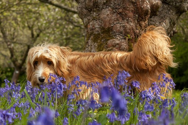 Perro rojo en la naturaleza en colores