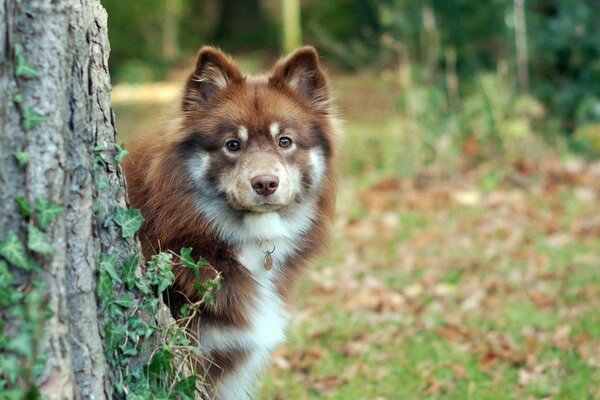 The dog looks out from behind the tree