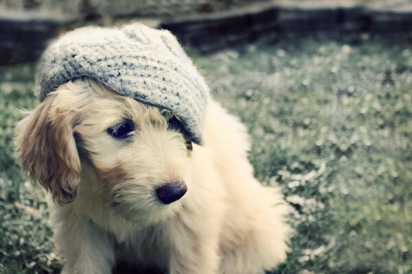 A white puppy in a gray knitted cap on the grass