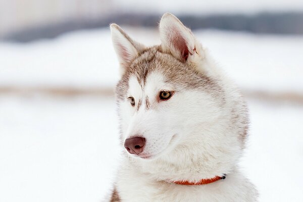 Husky se tient au milieu de la neige