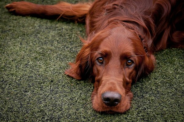 Le chien après le jogging regarde avec de bons yeux