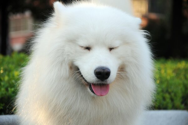 Dog in wool muzzle and wool