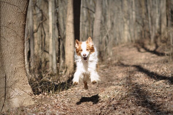 Lustiges Foto eines Hundes im Sprung