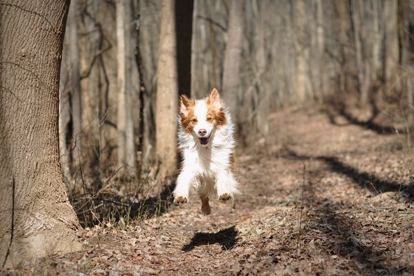 Photo drôle d un chien dans un saut