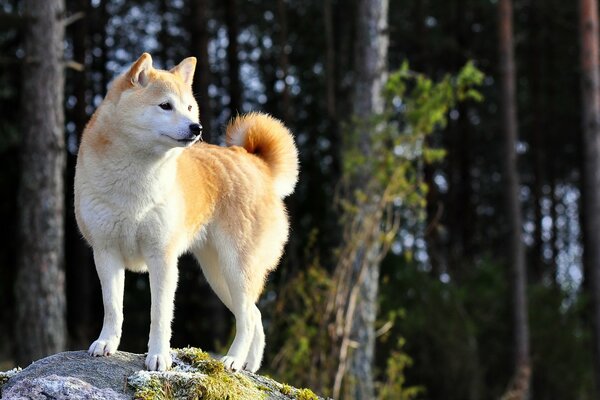 The look of a dog is the look of a man s best friend