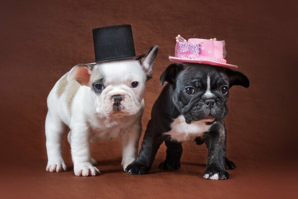 Chiots blancs et noirs dans des chapeaux