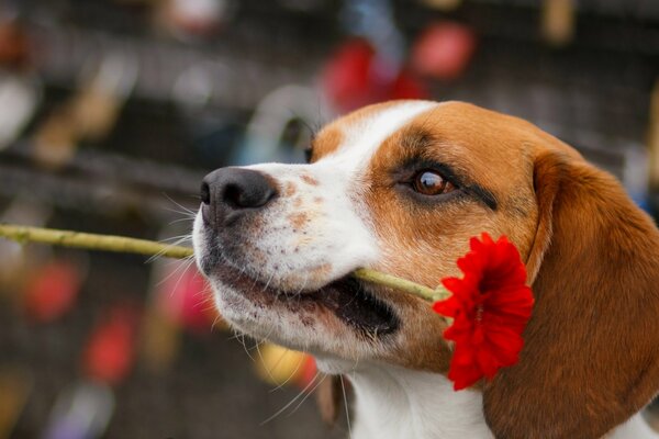 Der Hund brachte treu eine Blume in die Zähne