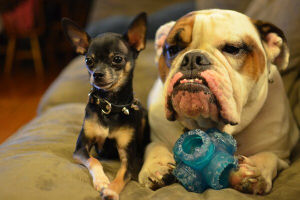 Chihuahua y Bulldog amigos