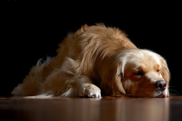 Golden Retriever repose sur le sol