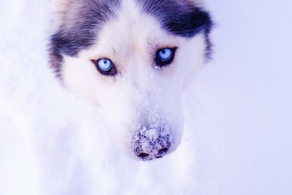 Les yeux de Husky sur le fond de la neige deviennent beaucoup plus beaux