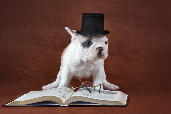 Pies w kapeluszu przy książce z okularami