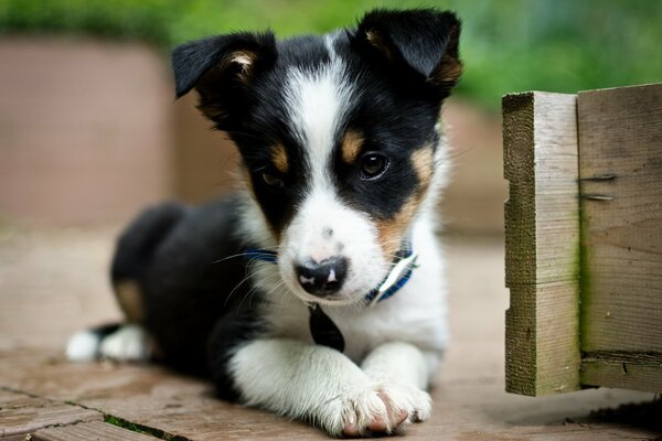 A black and white puppy with a gentle look