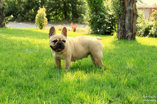 Französische Bulldogge spielt im Gras