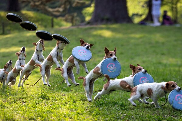 Jeu de chien en été