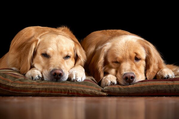 Perros durmiendo en almohadas acogedoras