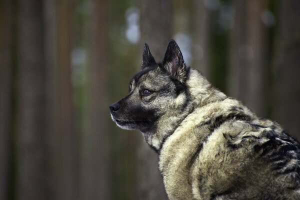 A beautiful dog is standing in the forest