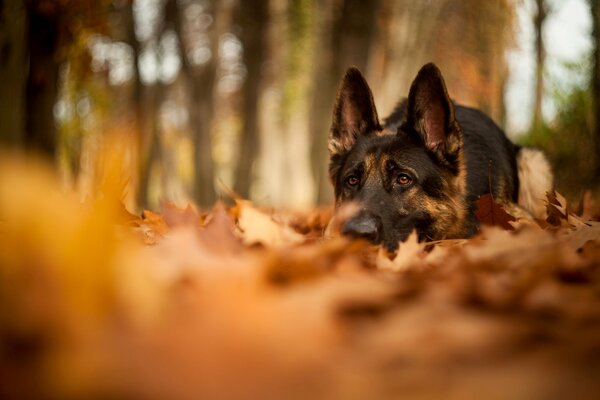 Schäferhund liegt auf Herbstlaub