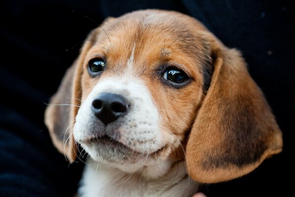 A small puppy on a dark background