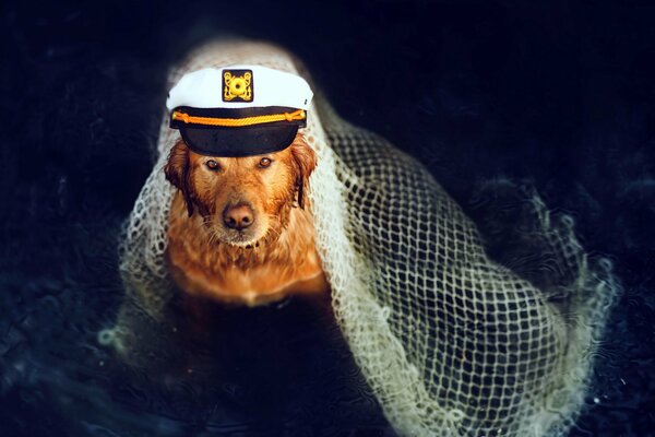 Capitaine de chien avec une casquette. Chien ami de l homme