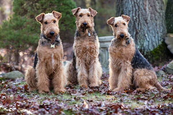 Perros en un paseo en otoño