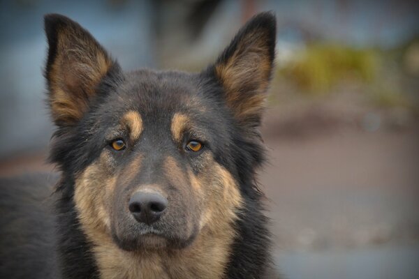 Regard de chien comme ami