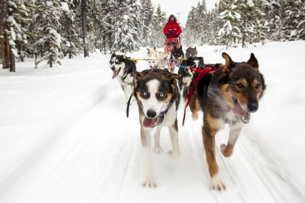 Dog sledding in the winter forest