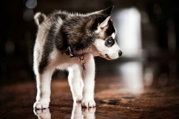 Śliczny szczeniak husky w obroży