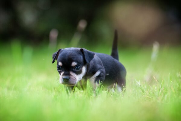 The puppy walks on the green grass