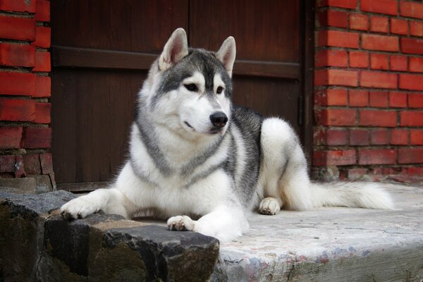 Der Husky liegt vor der Haustür eines Backsteinhauses