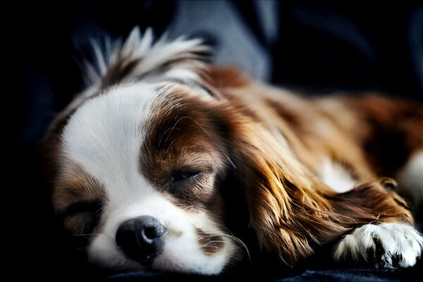 Sleeping Spaniel healthy sleep