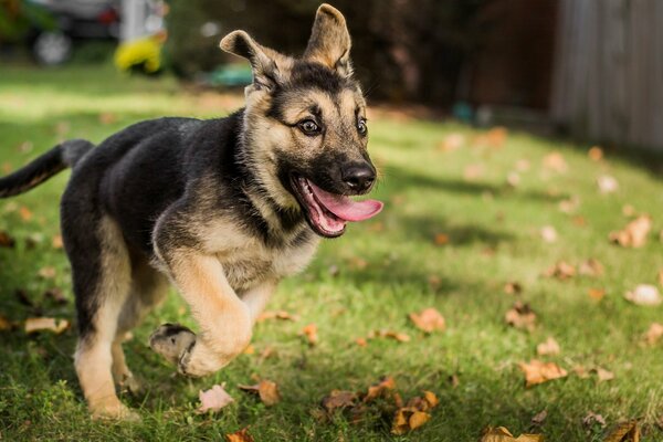 German Shepherd puppy green meadow