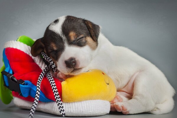 Cachorro de perro lindo durmiendo