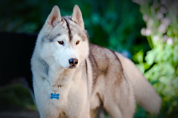 Chien ressemblant à un loup dans un collier avec un OS