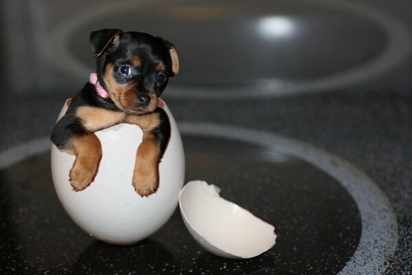 A York puppy peeks out of an egg