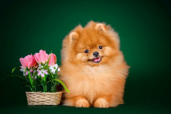 Sweet dog friend with tulips