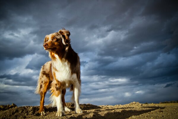 Hund auf Himmelshintergrund