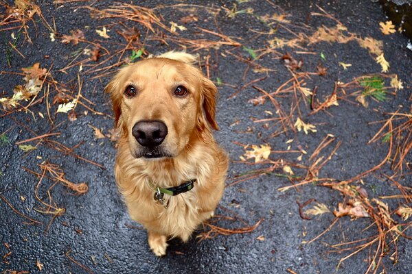 Le regard dévoué du chien sur l homme