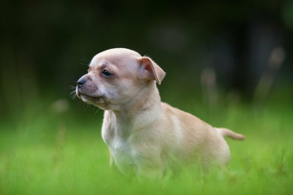 A light puppy walks on the green grass