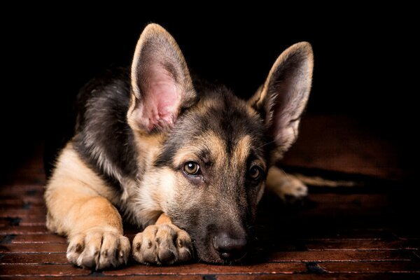 Un petit chiot attend le propriétaire pour aller faire une promenade