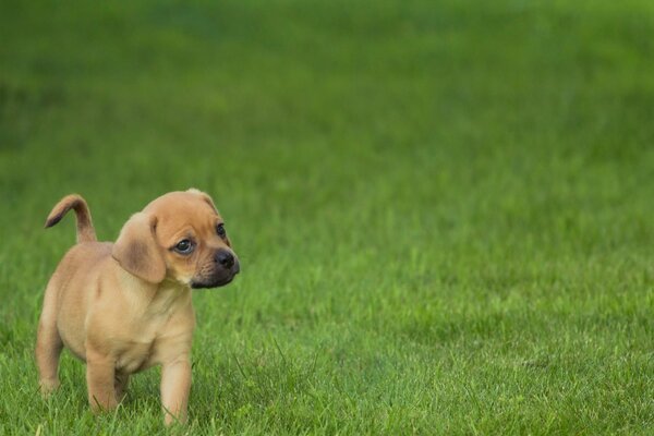 Chiot avec un regard intéressant sur la pelouse