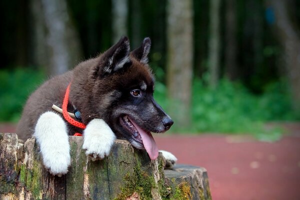 A dog sitting on a stump looks at the owner