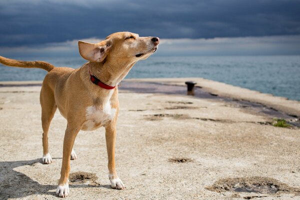 Dog enjoys the smell of the sea