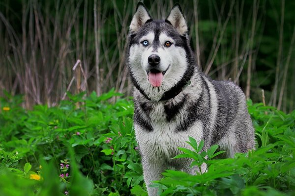 Husky with multicolored eyes in the grass