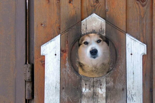 A curious dog peeks out of a hole in the fence